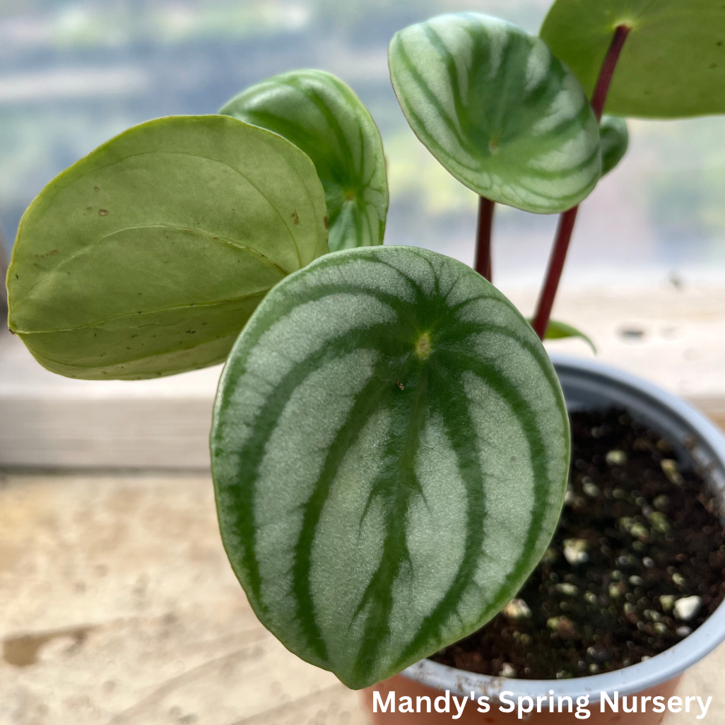 Watermelon Peperomia | Peperomia argyreia