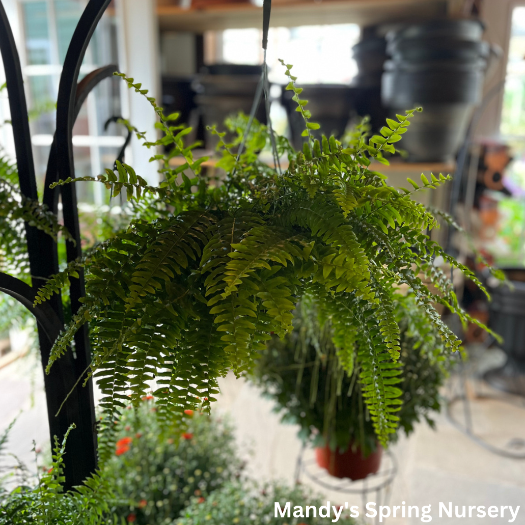 Boston Fern |  Nephrolepis exaltata