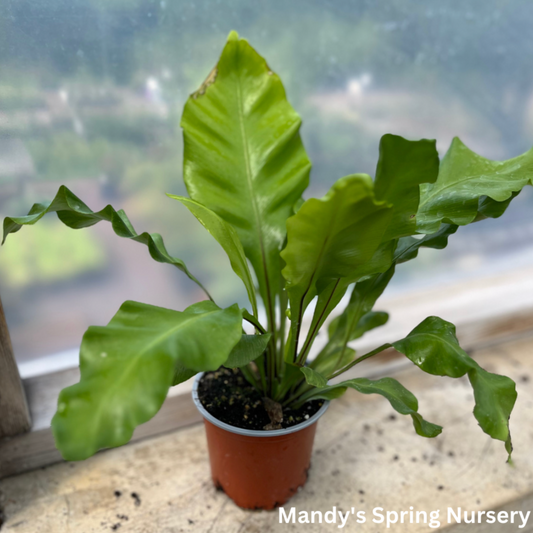 Bird's Nest Fern | Asplenium nidus