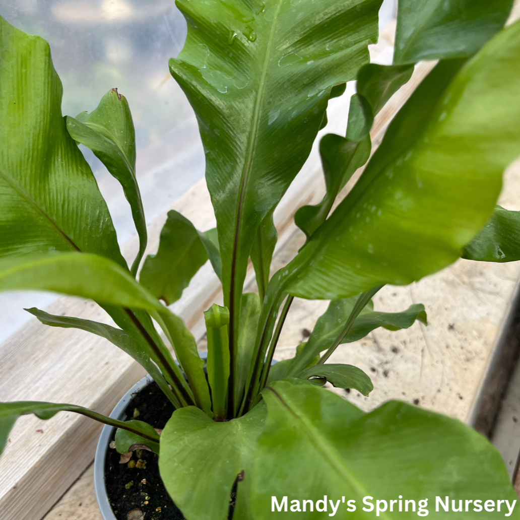 Bird's Nest Fern | Asplenium nidus