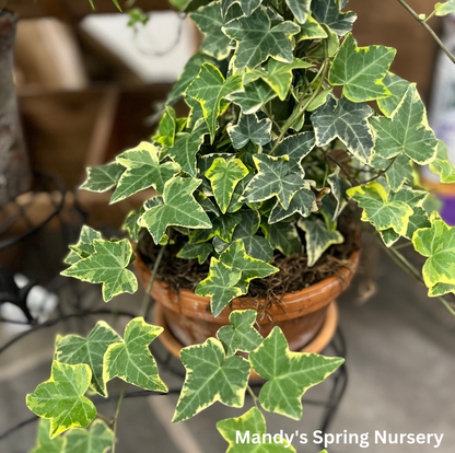 Ivy Assortment (Indoor) | Hedera helix (Assorted varieties)