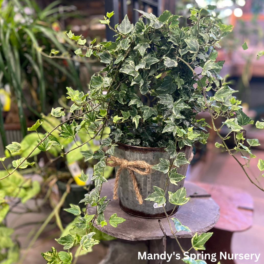 Ivy Assortment (Indoor) | Hedera helix (Assorted varieties)