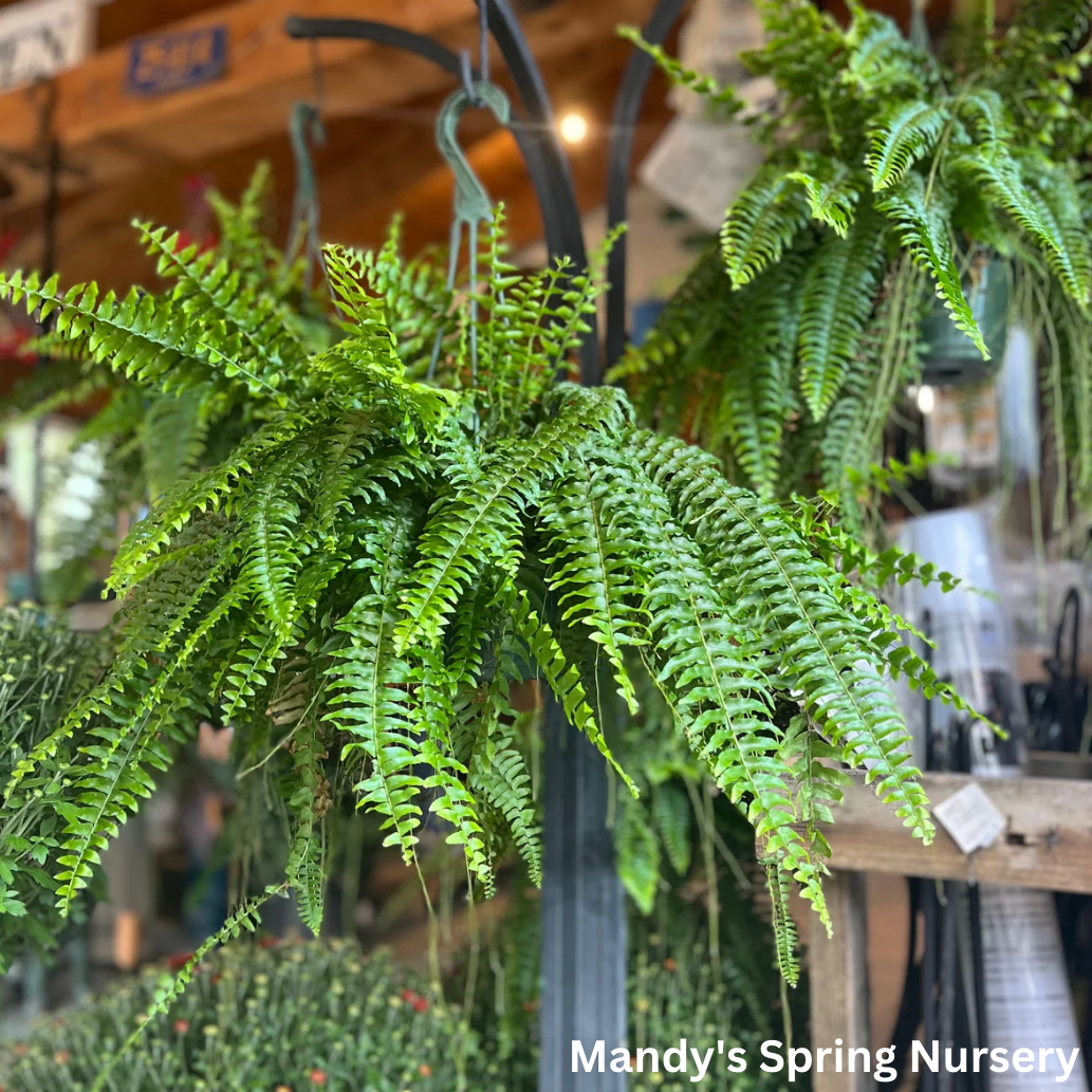 Boston Fern |  Nephrolepis exaltata