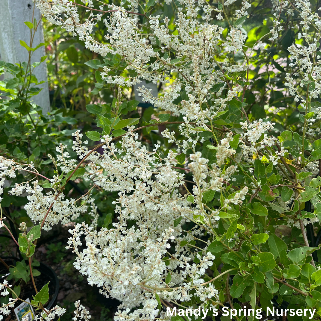 Silver Lace Vine - Polygonium