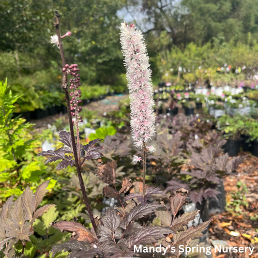 Chocoholic Black Snakeroot (Bugbane) | Cimicifuga/Actea