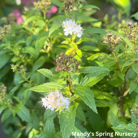 Japanese White Spirea