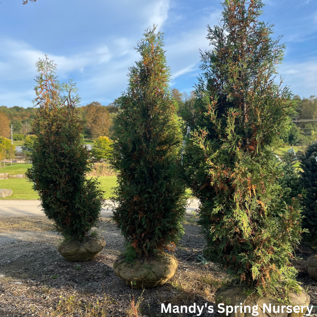 Techny Arborvitae | Thuja occidentalis 'Techny'