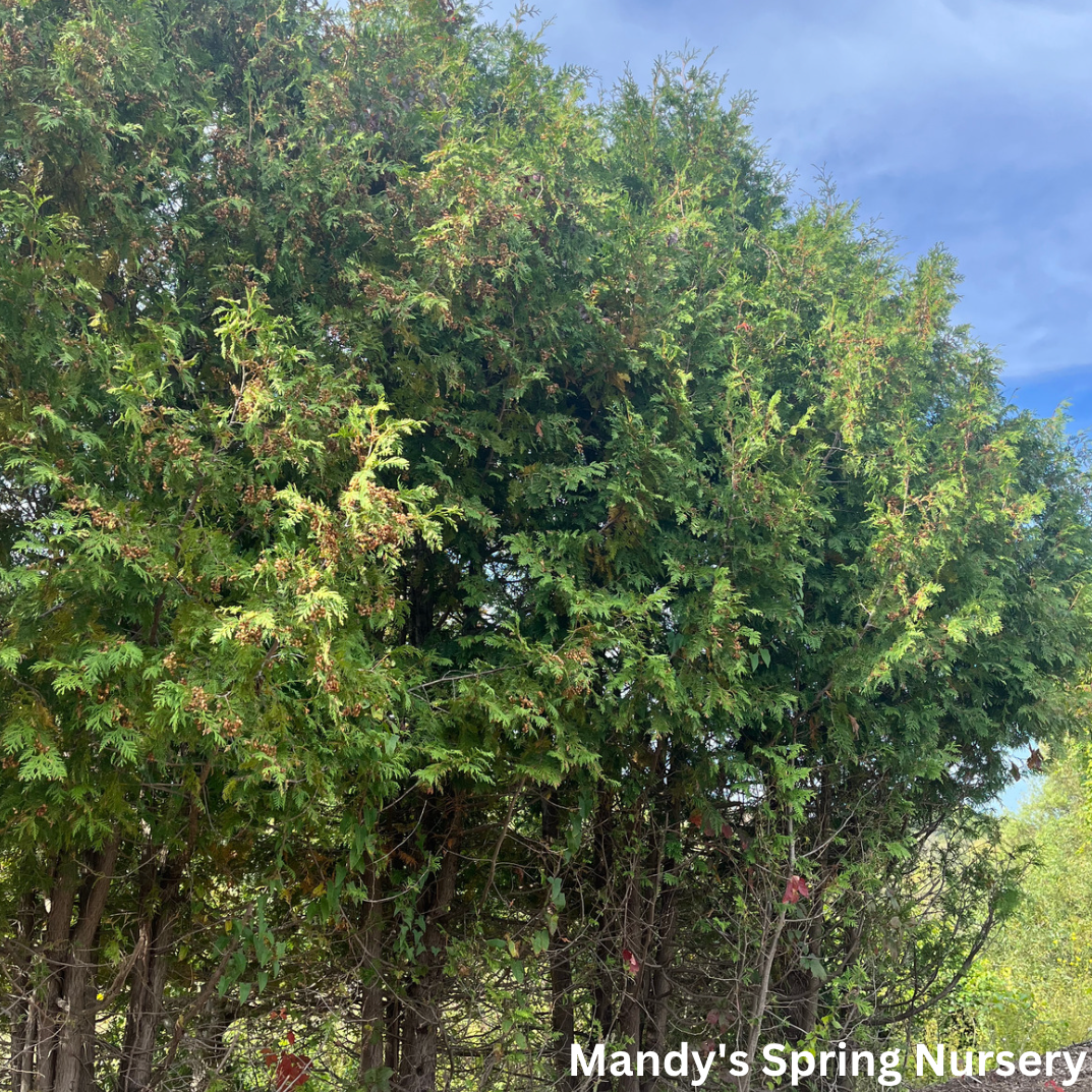 Techny Arborvitae | Thuja occidentalis 'Techny'