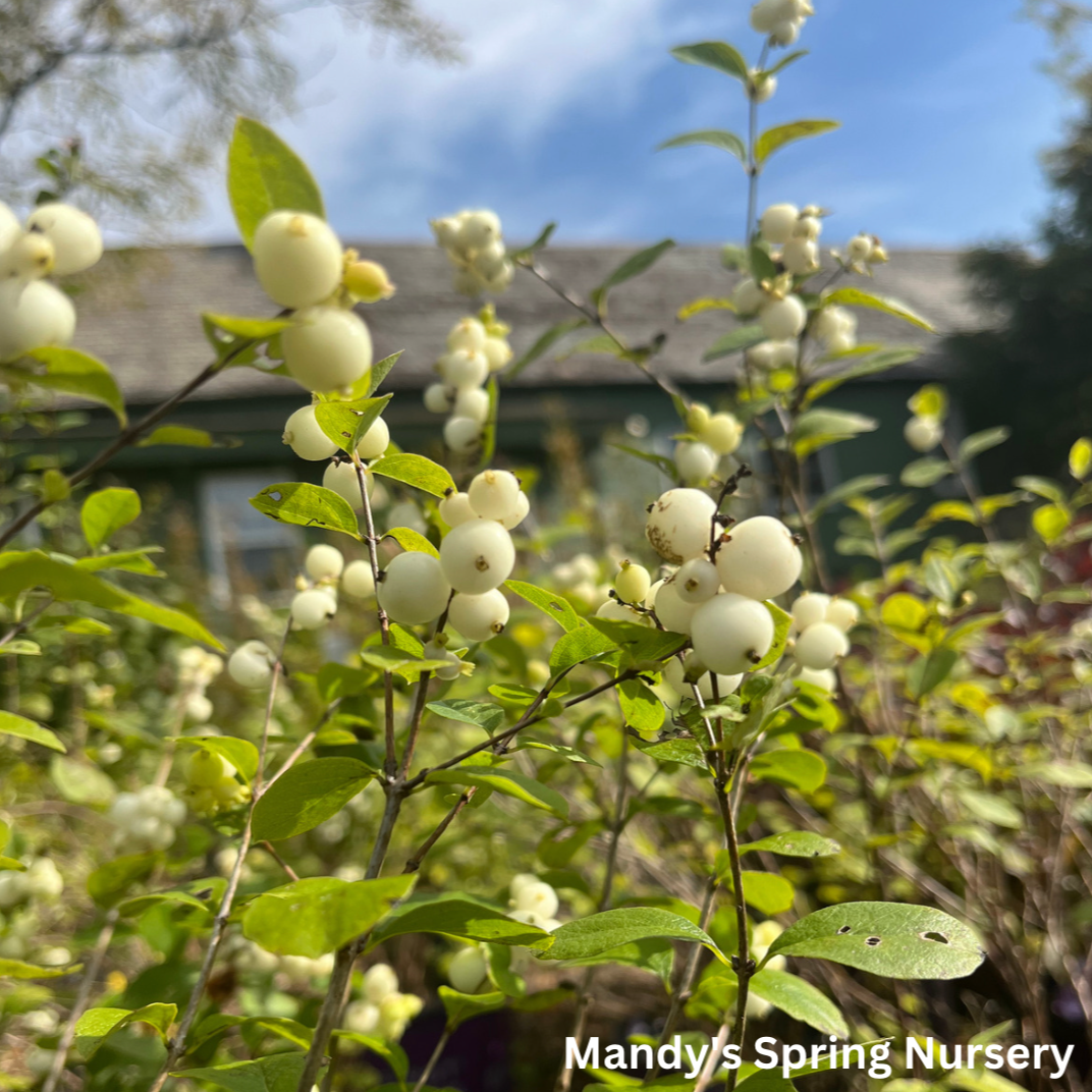 Galaxy Snowberry | Symphoricarpos x doorenbosii