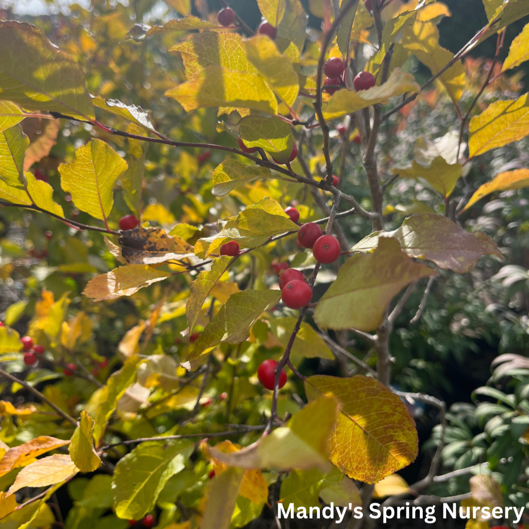 Wildfire Winterberry | Ilex verticillata