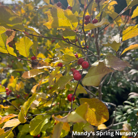 Wildfire Winterberry | Ilex verticillata