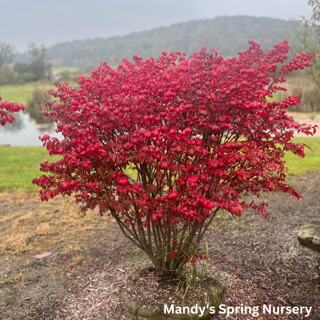 Grove Dwarf Burning Bush | Euonymus alatus