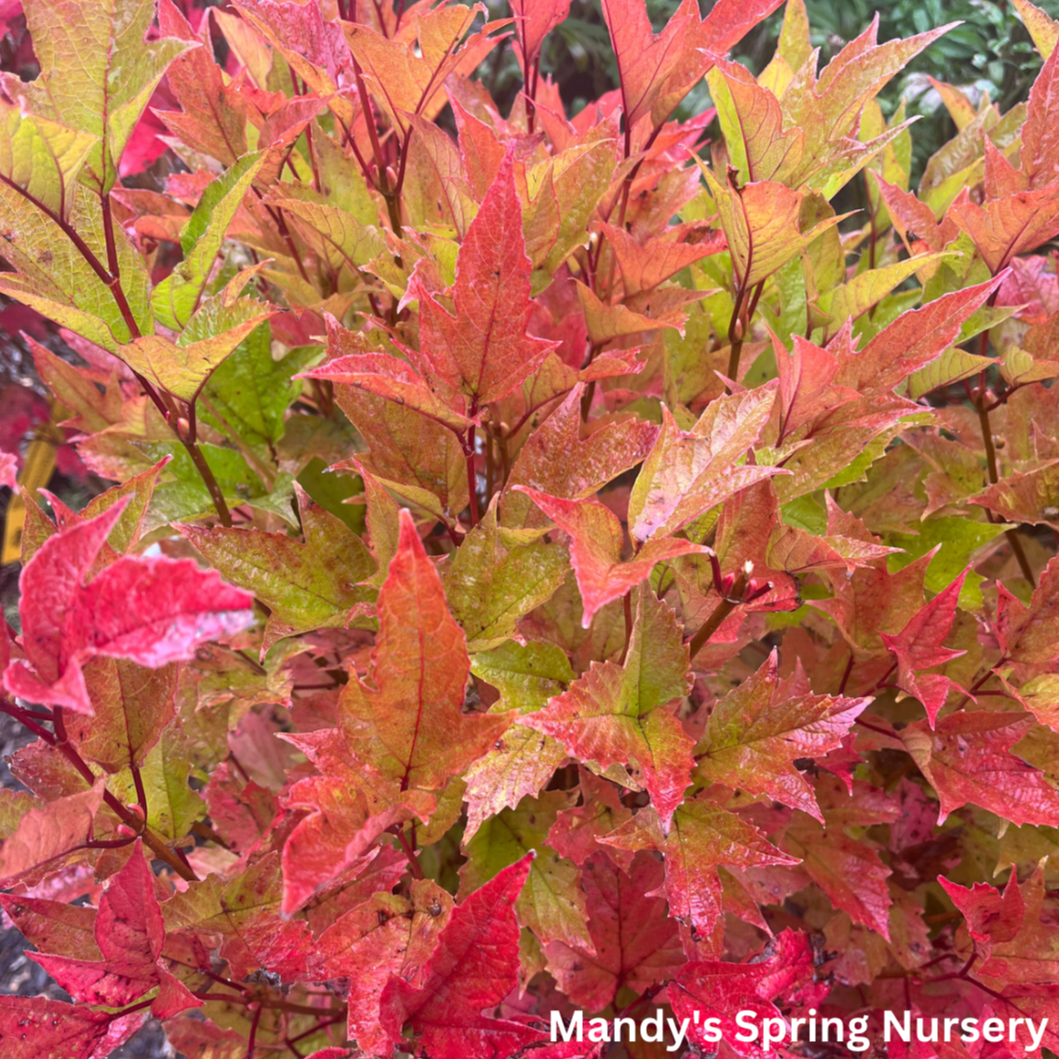 American Cranberry Bush | Viburnum trilobum