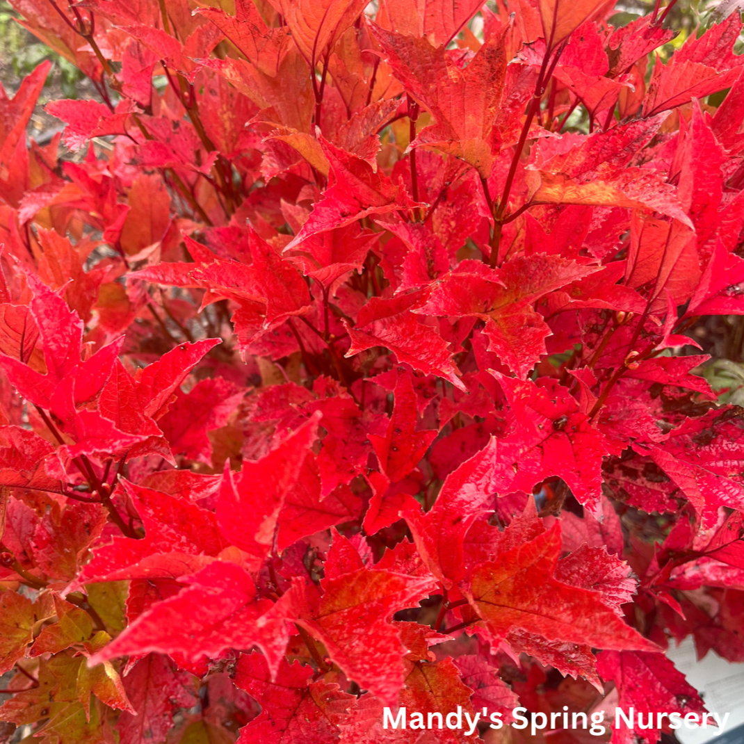 American Cranberry Bush | Viburnum trilobum