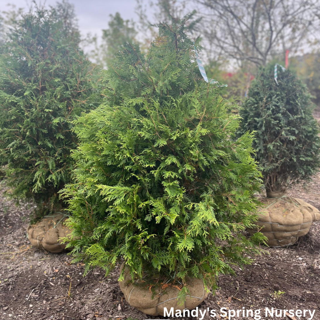 'Green Giant' Arborvitae | Thuja plicata red cedar ‘Green Giant’