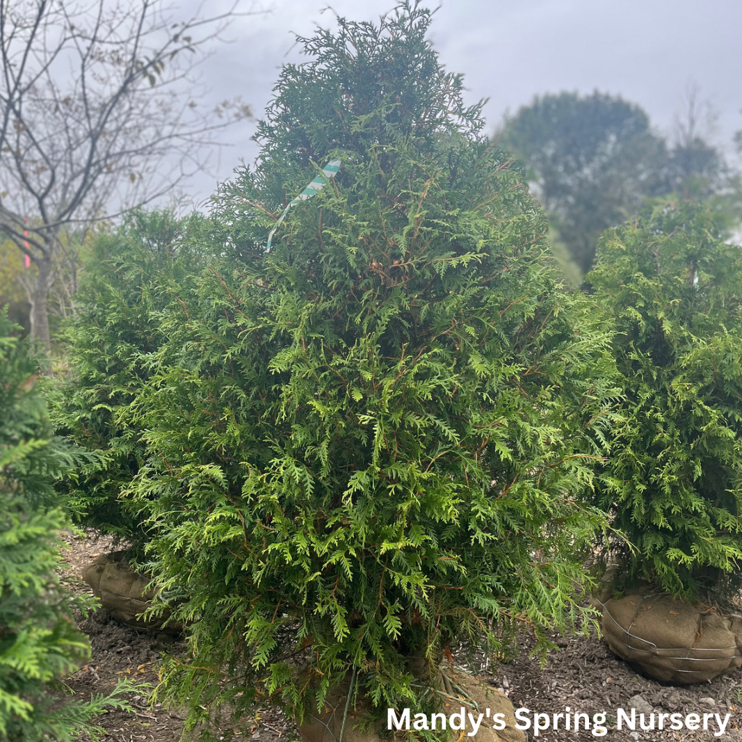 'Green Giant' Arborvitae | Thuja plicata red cedar ‘Green Giant’