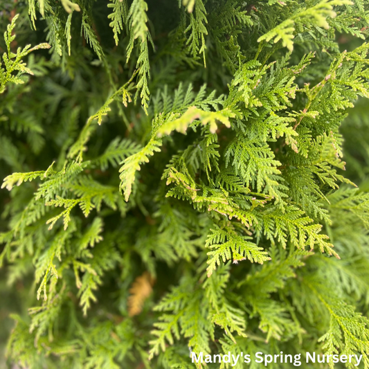 'Green Giant' Arborvitae | Thuja plicata red cedar ‘Green Giant’