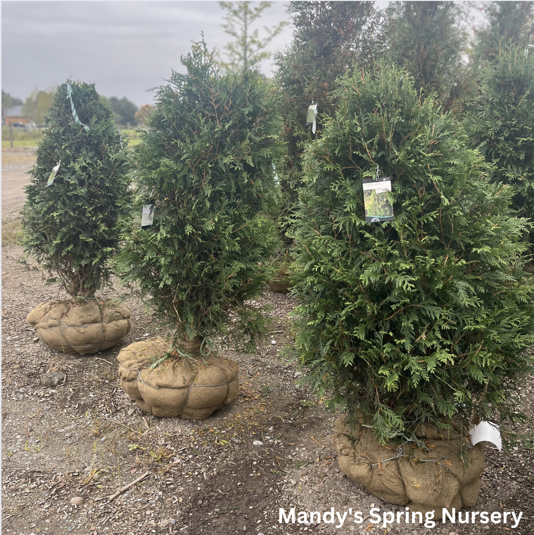 Nigra Dark Green Arborvitae | Thuja occidentails 'Nigra'