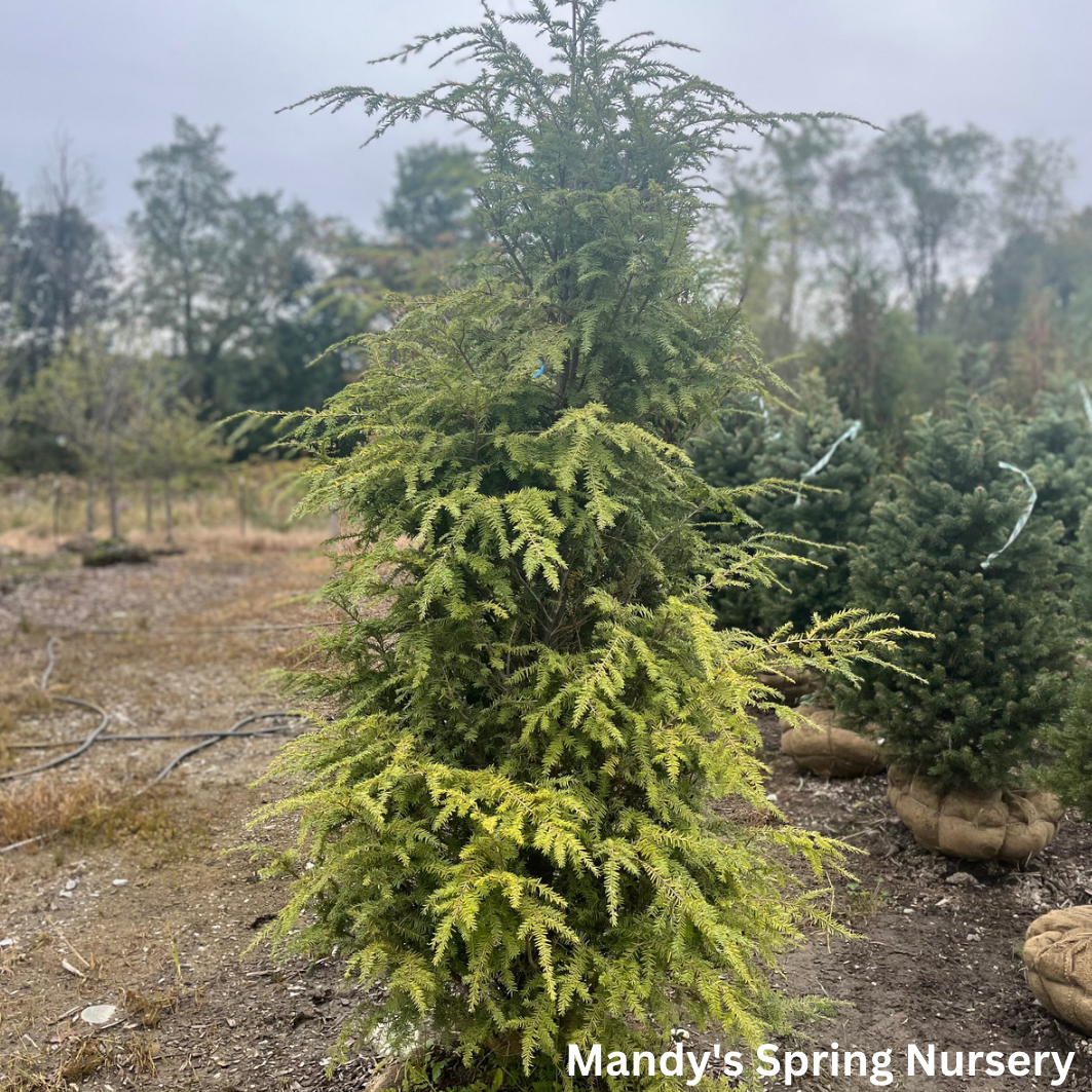 Hemlock | Tsuga canadensis