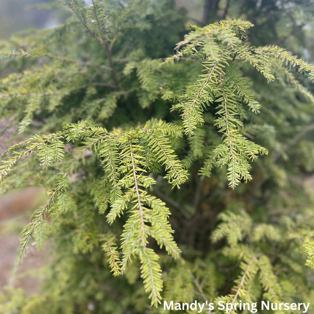 Hemlock | Tsuga canadensis