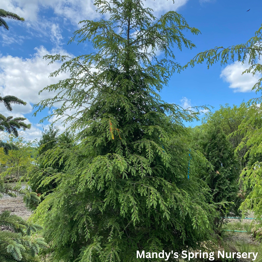 Hemlock | Tsuga canadensis