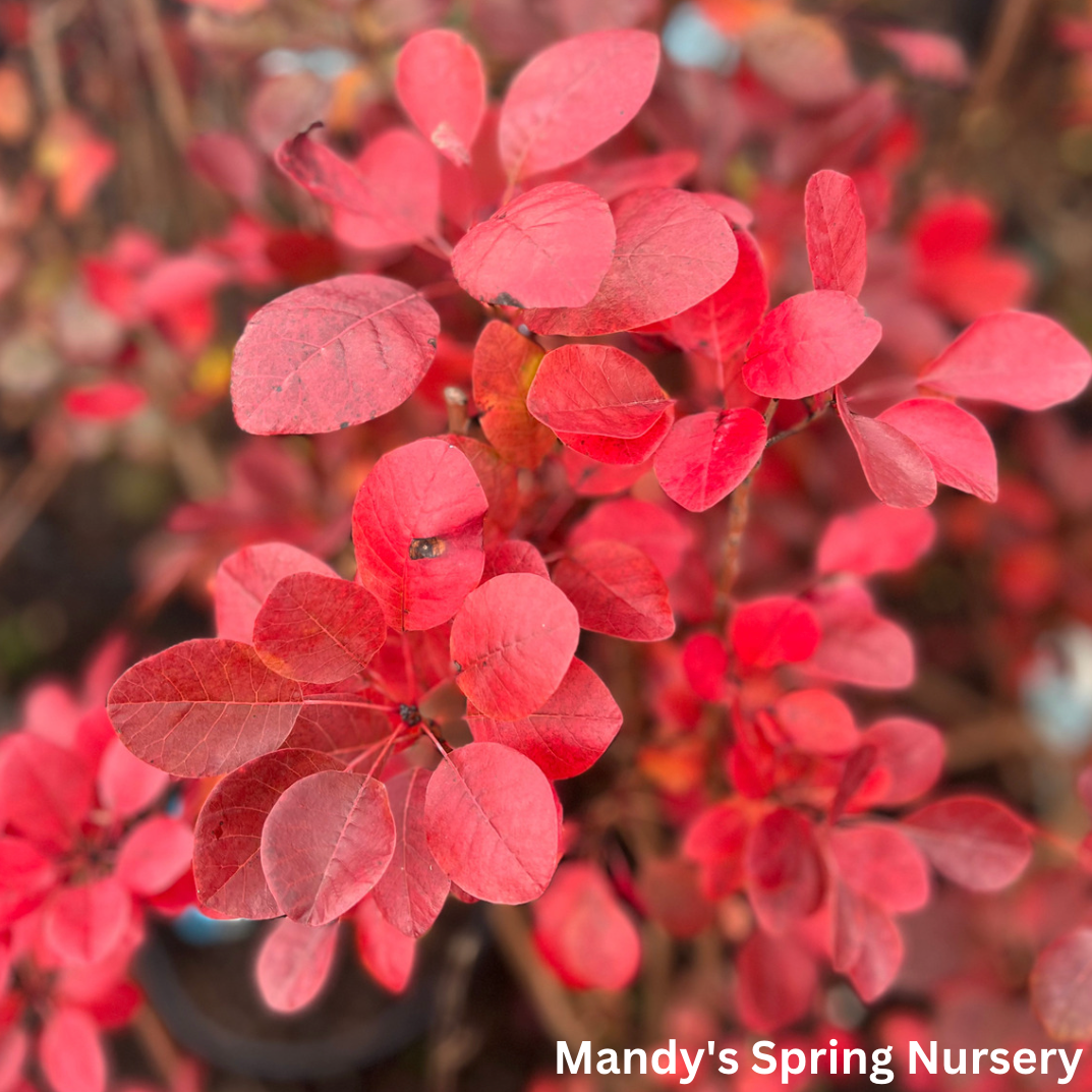 Royal Purple Smokebush | Cotinus coggygia