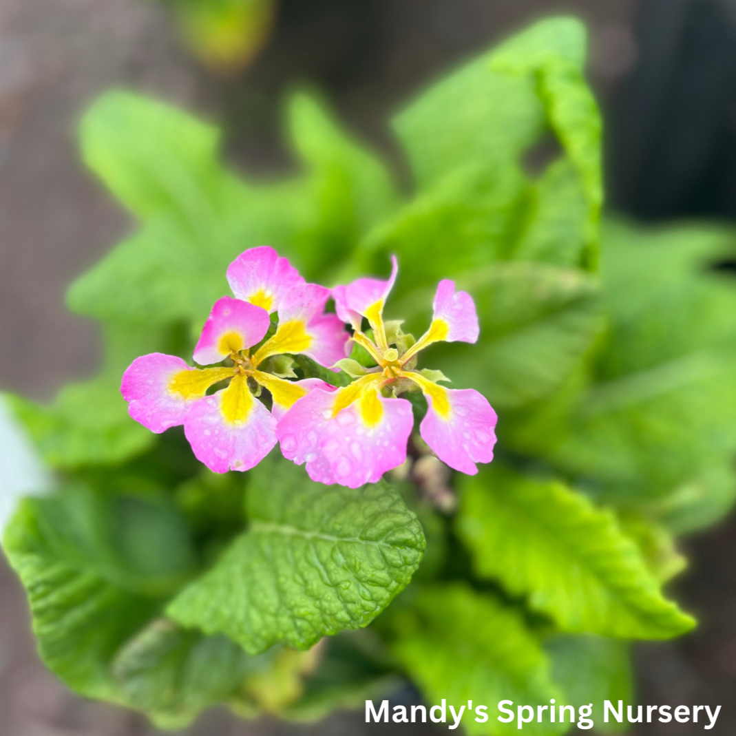 Pacific Hybrids English Primrose | Primula