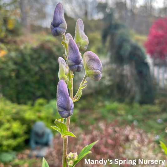 Autumn Monkshood | Aconitum