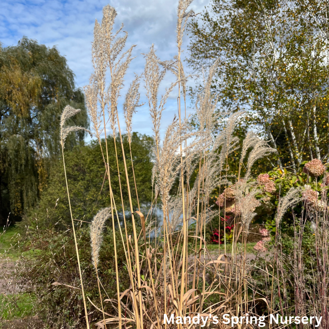 Flame Grass | Miscanthus Sinensis 'Purpurascens'