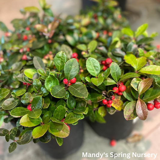 Redwood Checkerberry | Gaultheria procumbens