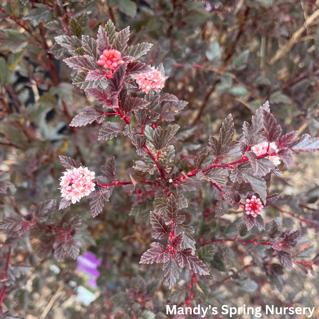 Little Devil Ninebark | Physocarpus opu.