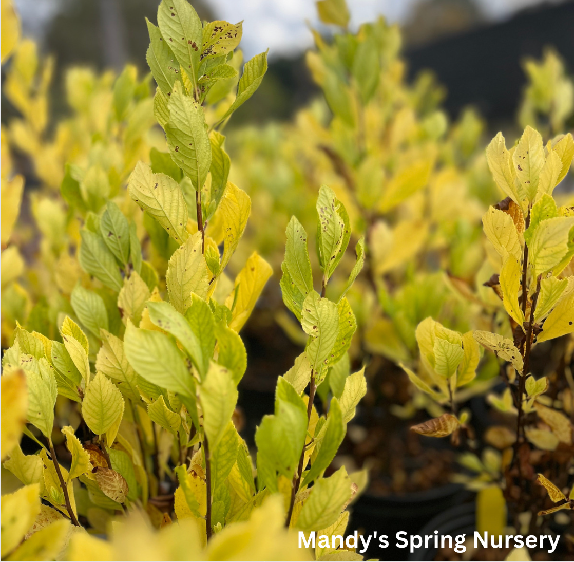 Ruby Spice Summersweet | Clethra alnifolia