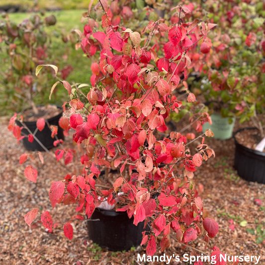 Fragrant Viburnum | Viburnum farreri