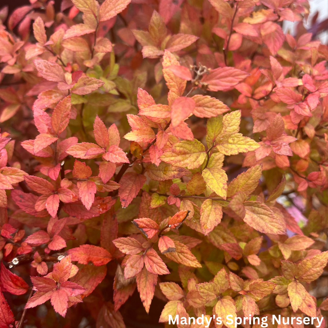 Little Spark Spirea | Spiraea japonica