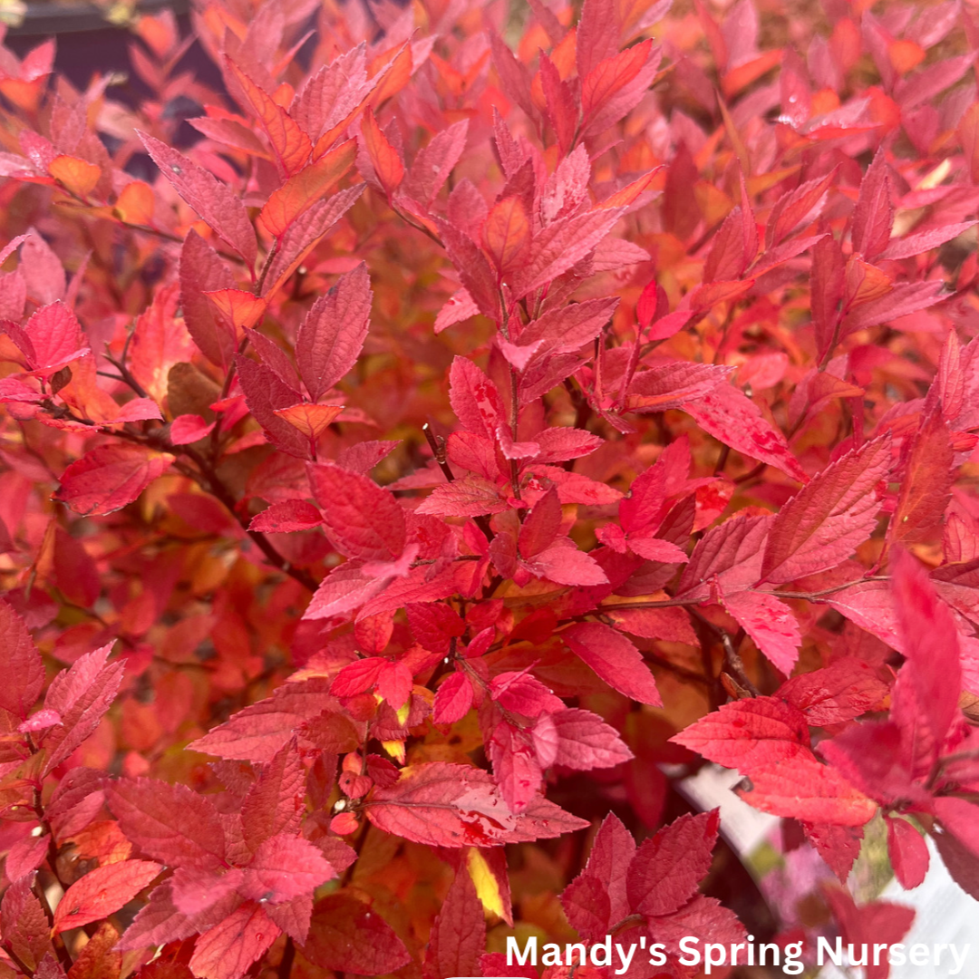 Little Spark Spirea | Spiraea japonica