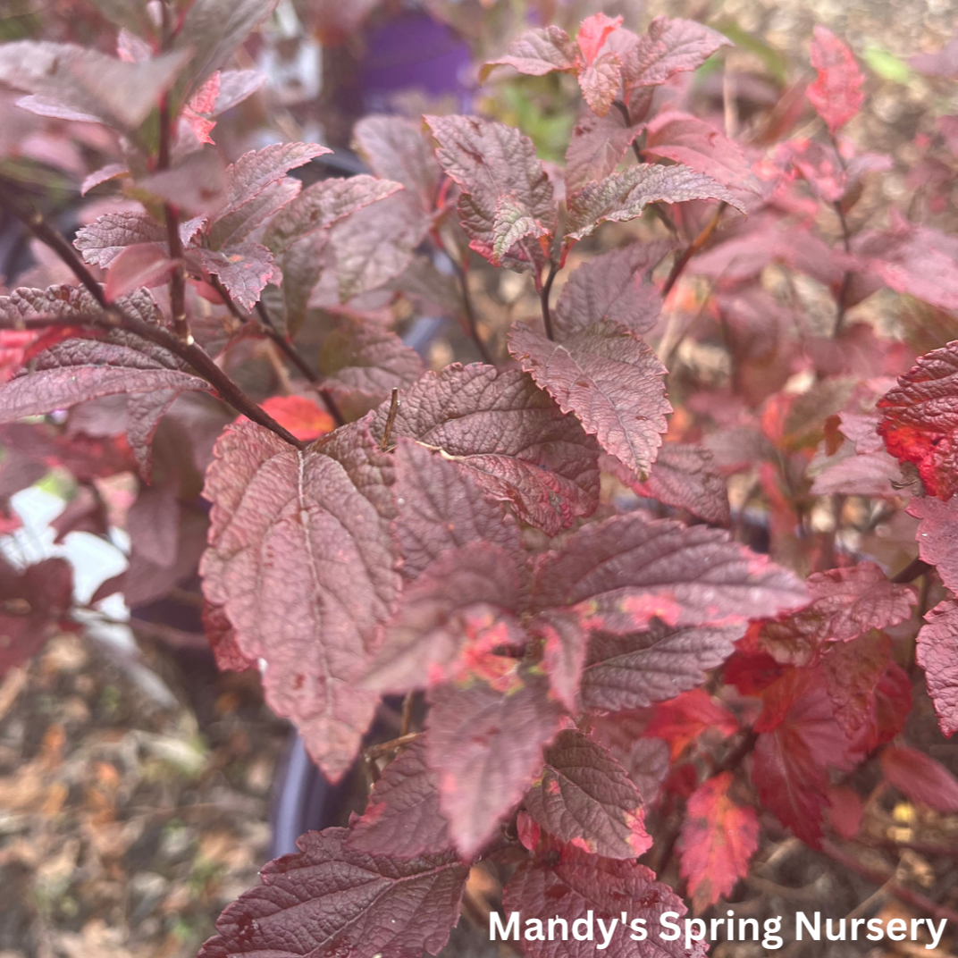 Superstar Spirea | Spiraea x bumalda