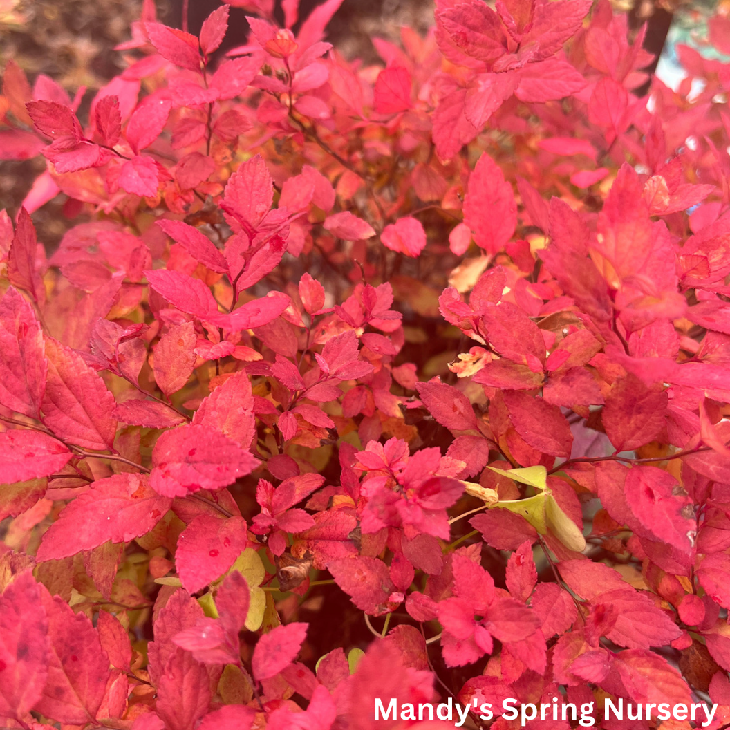 Goldmound Spirea