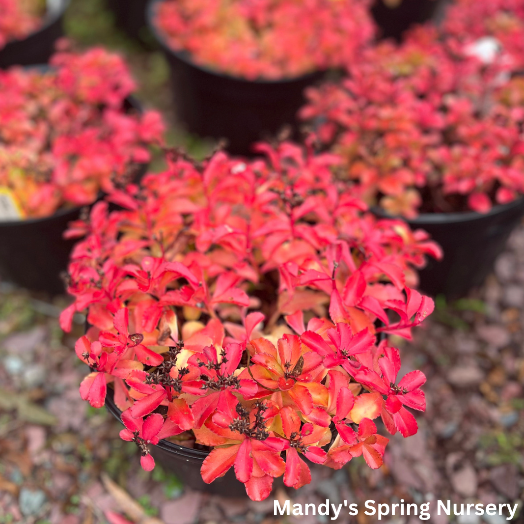 Kamtschaticum Gold Stonecrop | Sedum Groundcover