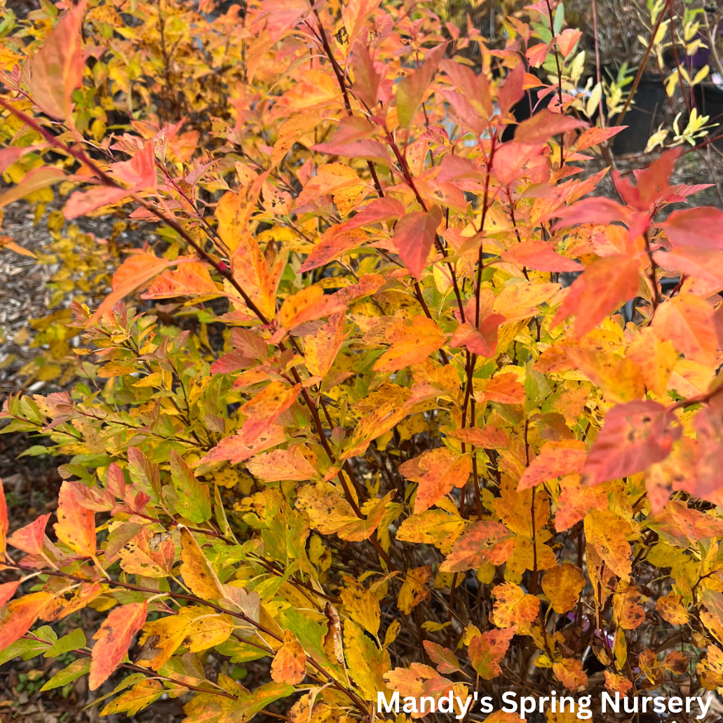 Lucky Devil Ninebark |  Physocarpus Opulifolius 'Zlemichael'