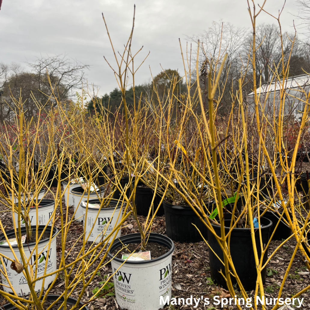 Arctic Fire Yellow Dogwood | Cornus stolonifera