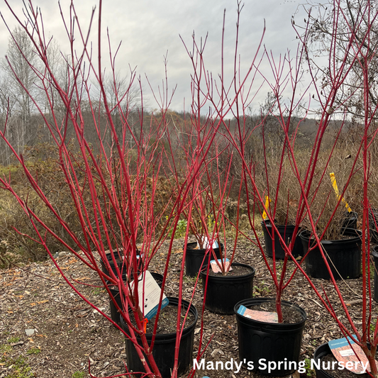 Arctic Fire Red Dogwood | Cornus stolonifera