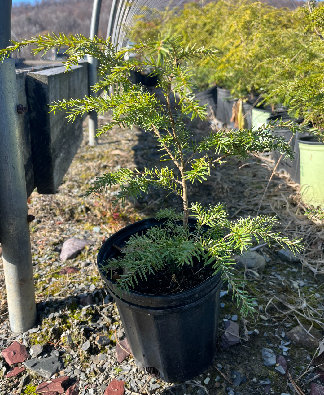 Hemlock | Tsuga canadensis