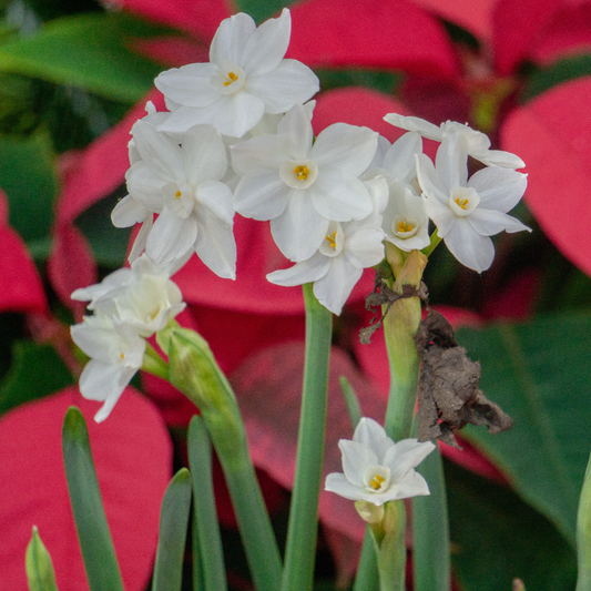 Narcissus Paperwhite Potting Kit