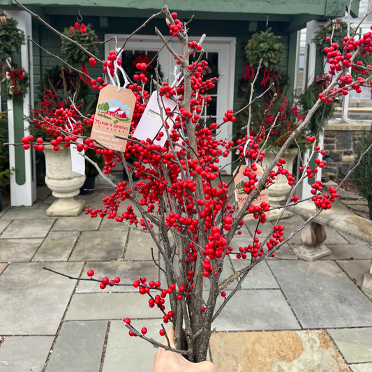 Holly Berries