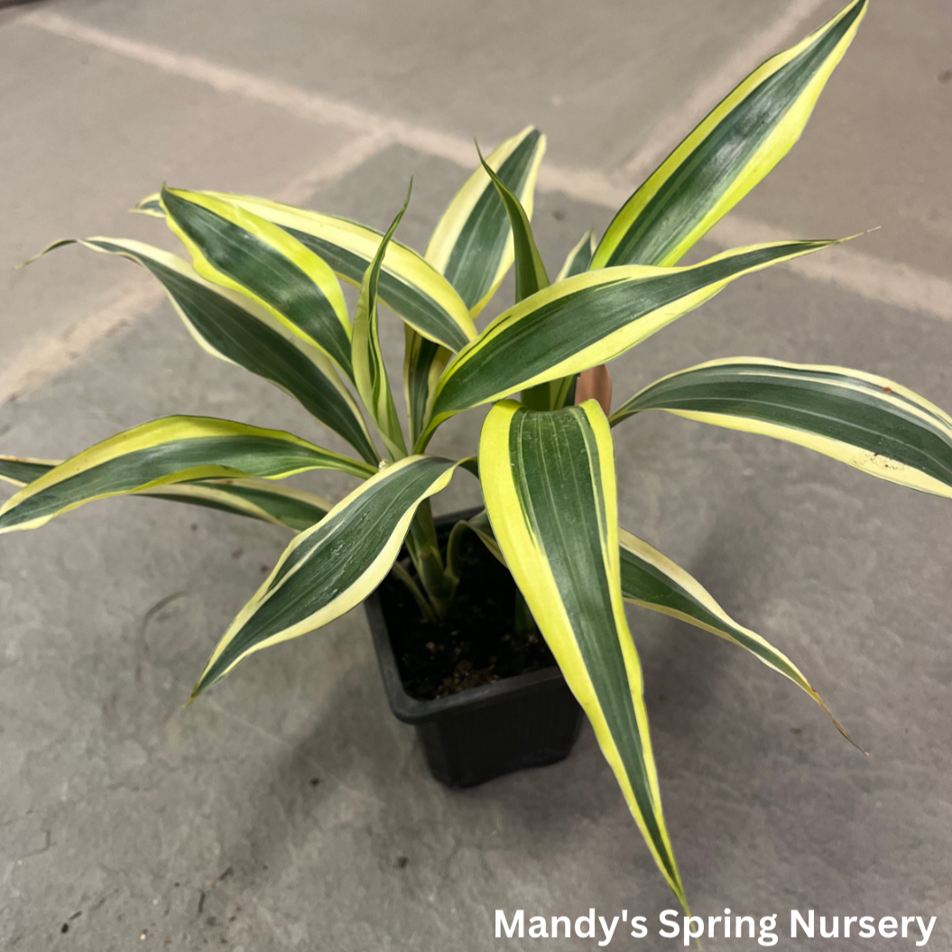 Lucky Bamboo | Dracaena Sanderiana