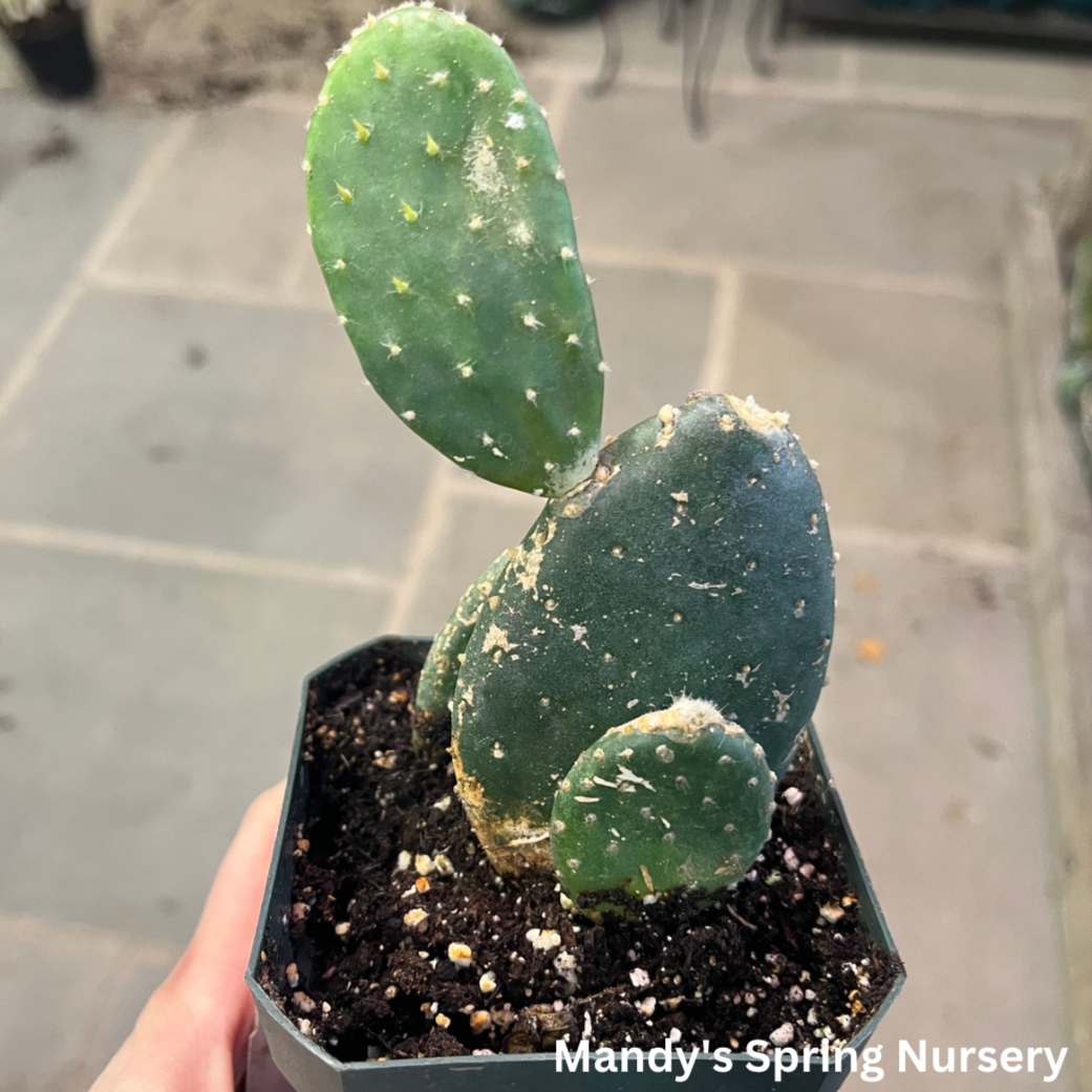 Woolyjoint Prickly Pear Indoor Cactus