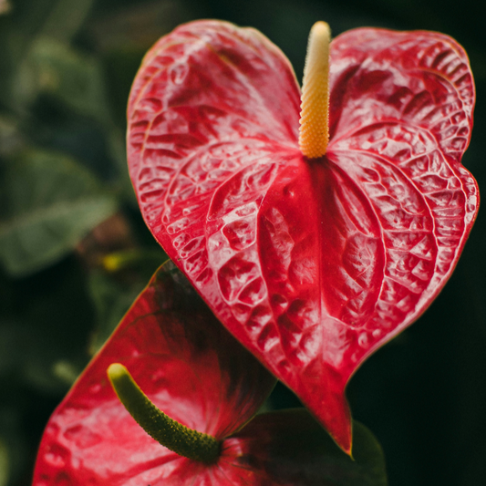 Anthurium