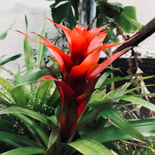 Bromeliad Guzmania