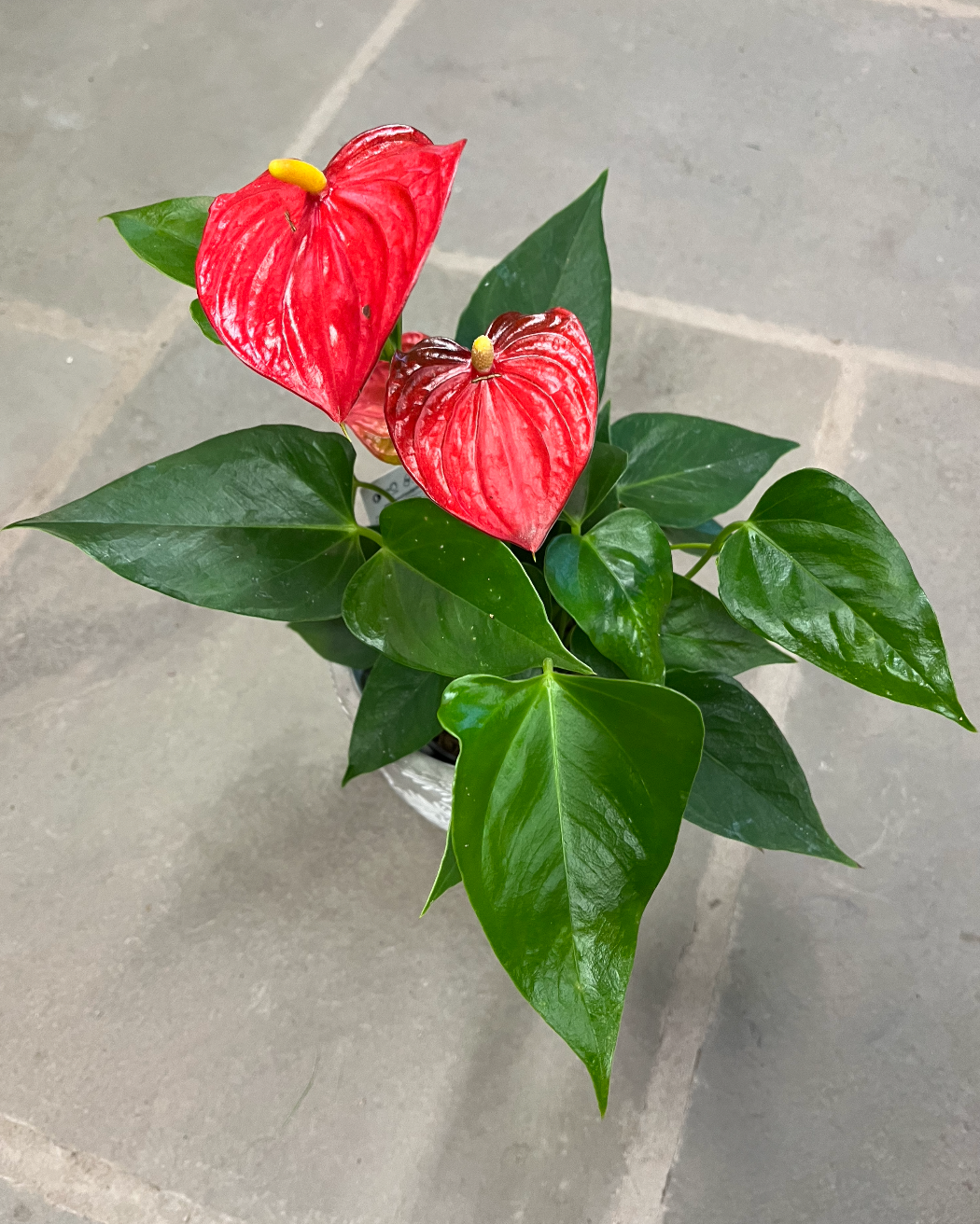 Anthurium