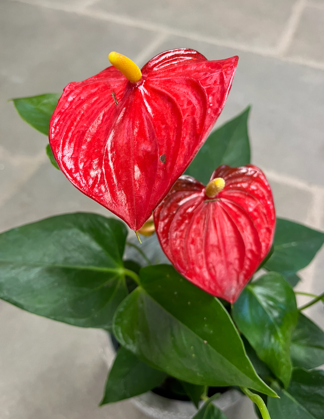 Anthurium